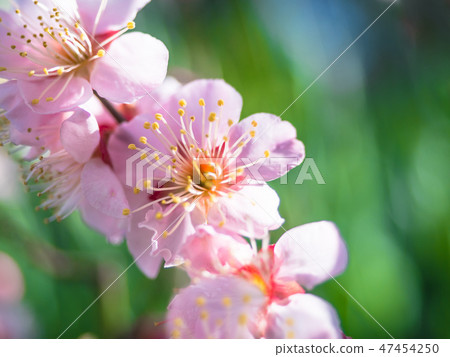 開花在早期的春天的花 開花在早期的春天的花 47454250