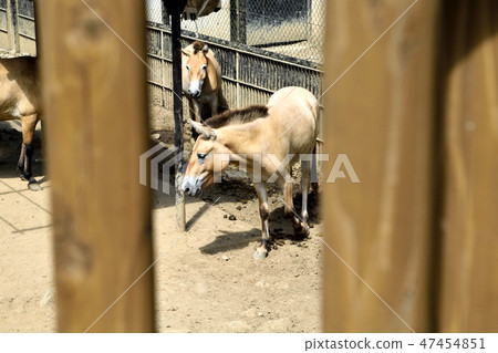 A group of mourning horses eating food A group of mourning horses eating food 47454851