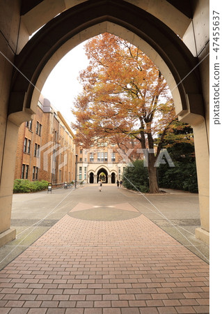 Autumn leaves of the University of Tokyo Hongo campus Autumn leaves of the University of Tokyo Hongo campus 47455637