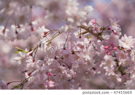 Cherry Blossoms   47455669