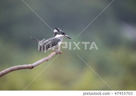 Adult male Crested kingfisher(Megaceryle lugubris) 47455703