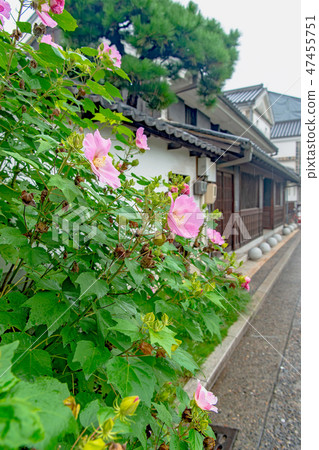 開花在路旁的Fuyo花 47455751