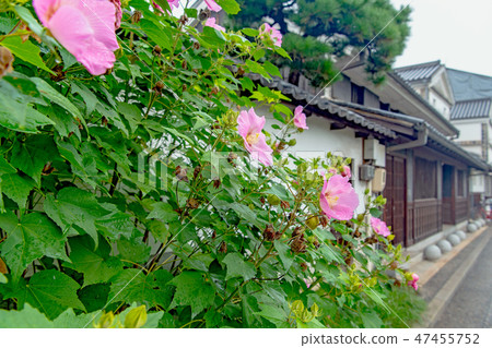 開花在路旁的Fuyo花 47455752