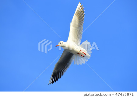 Seagull dancing in the blue sky of Izu Seagull dancing in the blue sky of Izu 47455971