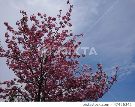Yaezakura with full bloom and blue sky Yaezakura with full bloom and blue sky 47456345