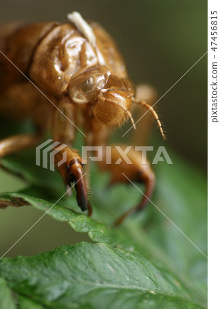 Tottori walk in four seasons cicada 47456815