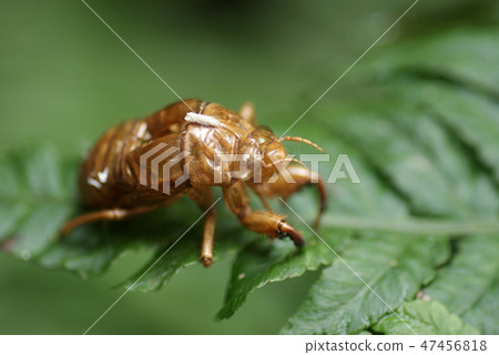 Tottori walk in four seasons cicada 47456818
