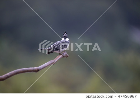 Adult male Crested kingfisher(Megaceryle lugubris) 47456967