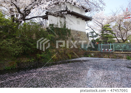 在高崎城堡護城河的很多櫻花瓣破壞公園 47457091