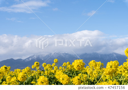 Hirafuda wrapped in rain blossoms and snow clouds in midwinter 47457156