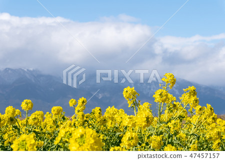 Hirafuda wrapped in rain blossoms and snow clouds in midwinter 47457157