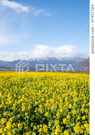 Hirafuda wrapped in rain blossoms and snow clouds in midwinter 47457164