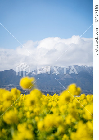 Hirafuda wrapped in rain blossoms and snow clouds in midwinter 47457168