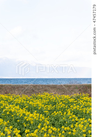 Hirafuda wrapped in rain blossoms and snow clouds in midwinter 47457179