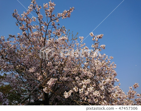 在盛開和藍天的吉野櫻桃樹 47457306