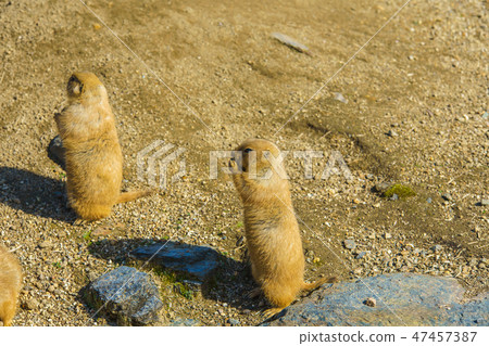 黑尾土撥鼠[動物] 47457387