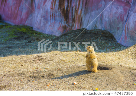 黑尾土撥鼠[動物] 47457390