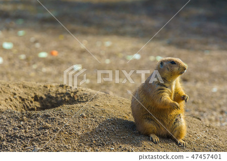 黑尾土撥鼠[動物] 47457401