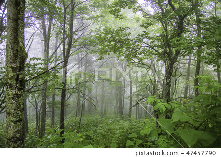Forest in the rain Near the Observatory of Saroma in summer Forest in the rain Near the Observatory of Saroma in summer 47457790