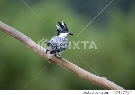 Adult male Crested kingfisher(Megaceryle lugubris) 47457794