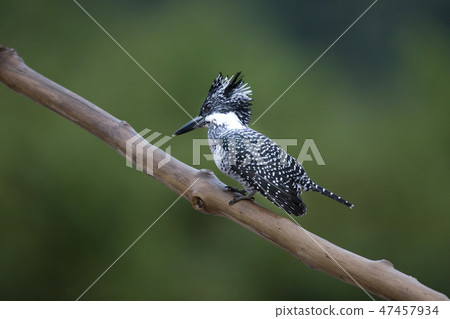 Adult male Crested kingfisher(Megaceryle lugubris) 47457934