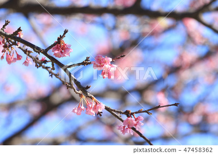 Kawazu Zakura Kawazu Zakura 47458362
