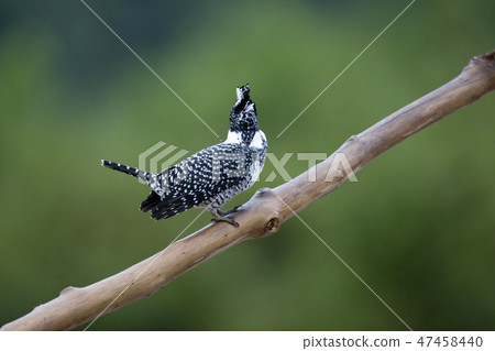 Adult male Crested kingfisher(Megaceryle lugubris) 47458440