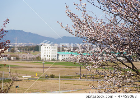 櫻花和城市景觀 47459068