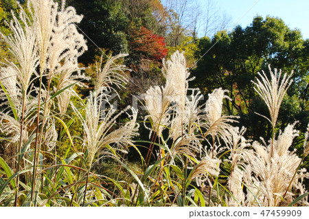 Autumn scenery Susuki Autumn scenery Susuki 47459909