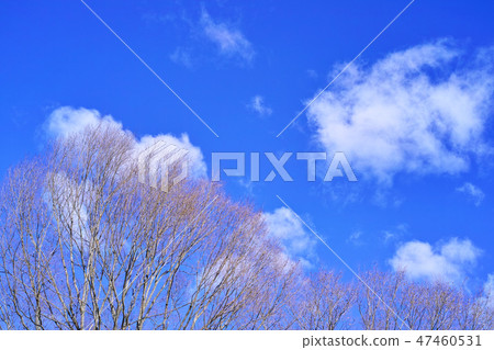 冬季場景圖像雜林 冬季場景圖像雜林 47460531