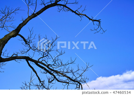 Winterscape顏色圖像常設樹枝 Winterscape顏色圖像常設樹枝 47460534