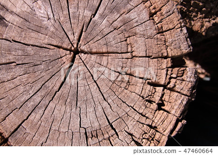 老樹樁 老樹樁 47460664