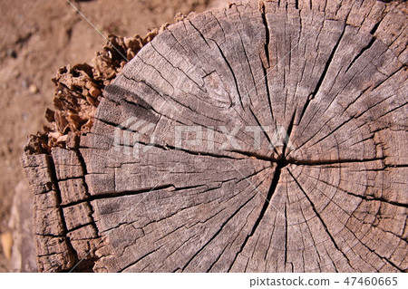 老樹樁 47460665