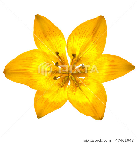 flower yellow brown lily isolated on white flower yellow brown lily isolated on white 47461048