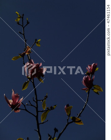 Magnolia Magnolia 47461154