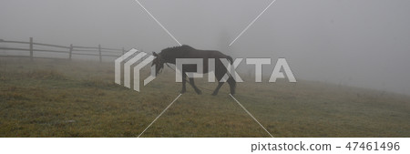 Black horse in fog, grazing on green field Black horse in fog, grazing on green field 47461496