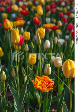 多彩多姿的鬱金香花園 多彩多姿的鬱金香花園 47461507