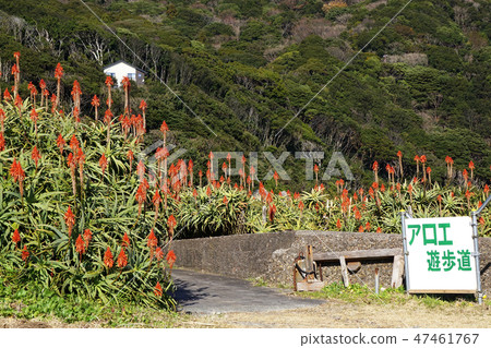 Aloe flowers 47461767