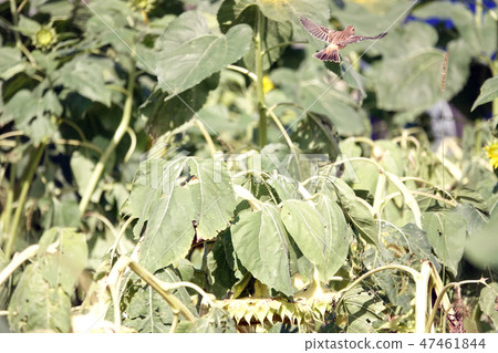 novitaki女性的夏天翼 47461844