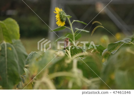 novitaki女性的夏天翼 novitaki女性的夏天翼 47461846