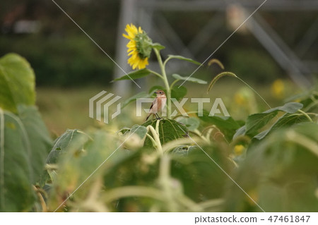 Summer wing of novitaki female Summer wing of novitaki female 47461847