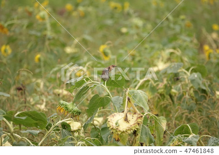 Summer wing of novitaki female 47461848