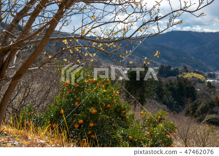 Louvai花園和satoyama·松田鎮遊行大廳節日(神奈川縣)的風景 Louvai花園和satoyama·松田鎮遊行大廳節日(神奈川縣)的風景 47462076