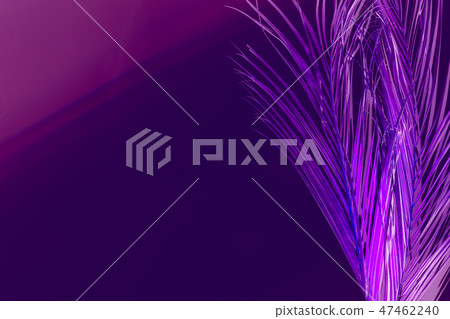creative composition neon purple vibrant palm leaf 47462240