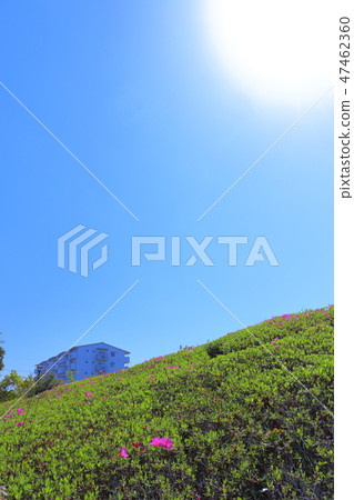 兵庫縣三田市相澤池塘公園杜鵑花盛開的山 47462360