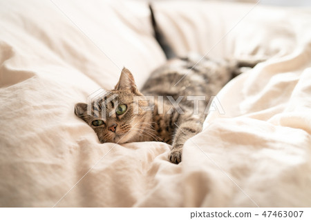 Tears cat 2 47463007