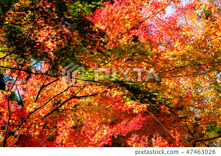 秋天的樹葉 秋天的樹葉 47463026
