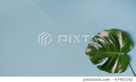 monstera plant pattern isolated, texture top view monstera plant pattern isolated, texture top view 47463192
