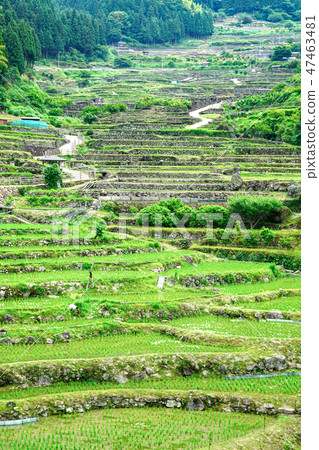 Yotsuya愛知縣新城市的數千個田地 Yotsuya愛知縣新城市的數千個田地 47463481