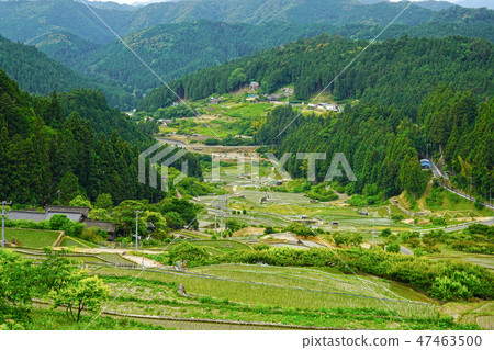 Yotsuya thousands of fields in Shinshiro city, Aichi prefecture 47463500